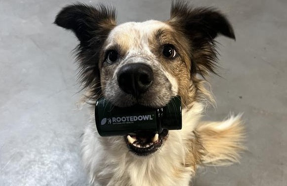 Rooted Owl Cardio Support Review: Daily Heart Health Support for Dogs