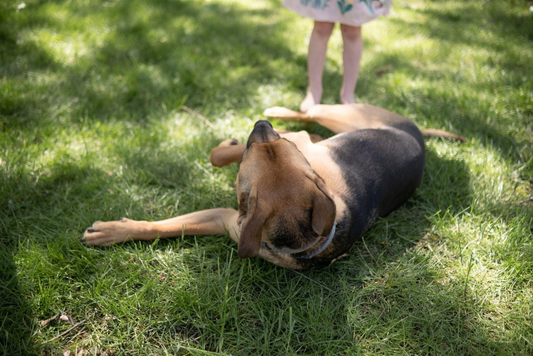 a dog biting itself