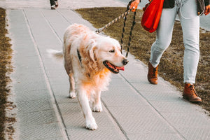 person walking a dog