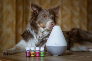 Safe Essential Oils for Dogs: A Vet-Approved List for Aromatherapy