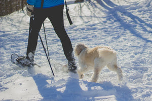 a person walking his dog in the snow