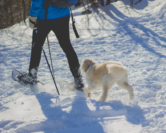 a person walking his dog in the snow