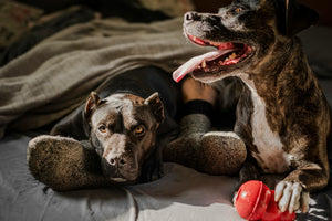 two dogs laying on their owner’s feet