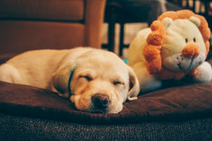 A puppy sleeps in a dog bed next to a stuffed animal