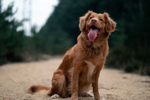 Natural Anti-Inflammatory for Dogs: Safe and Effective Remedies