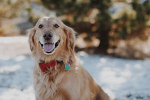 a senior dog panting