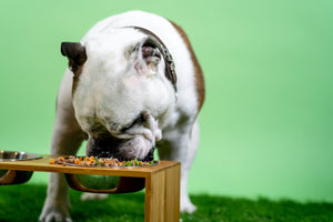 A dog eats a bowl full of food in front of a green backdrop