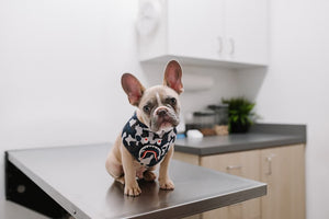 A dog sits waiting on the table at a veterinarian’s office