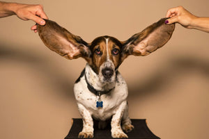 people holding a dogs ears out