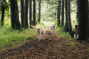 dogs on a dirt road