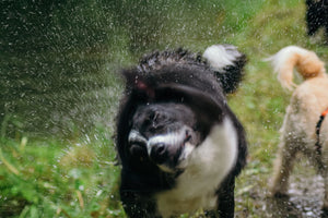 a dog shaking its head