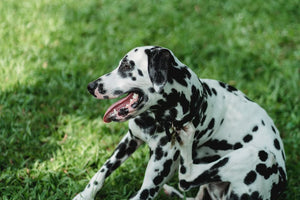 an itchy dog scratching 