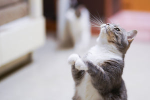 A Cat Looking Up, Ready to Pounce