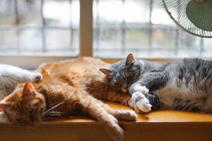 Cats Napping in a Window