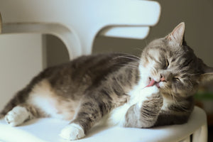 A Cute Cat Licking Its Paws