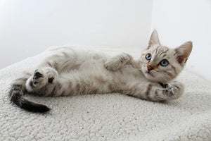 A Grey Cat Lying Down In Bed