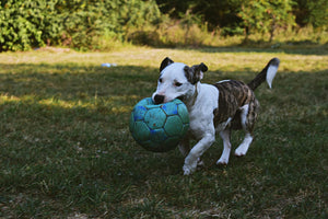 A Pit Bull Terrier Carrying a Green Soccer Ball