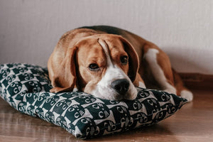 Dog Whining After Surgery: Managing Discomfort and Recovery