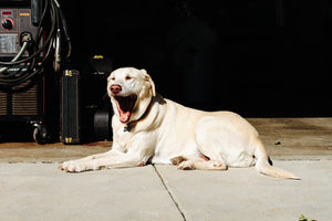 A large dog yawns while lying down