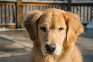 A Close Up Image Of A Golden Retriever