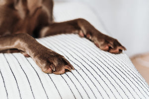 A Close Up Of Dog Paws On A White Bed