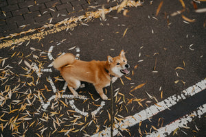 a dog on a leash barking