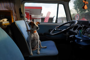 Dog Car Anxiety: Tips to Ease Travel Stress for Your Canine Companion