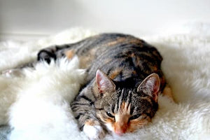 A Cat Lying on Carpet 