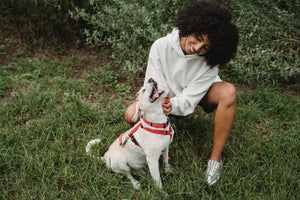 A dog owner rubs a dog’s chin and belly