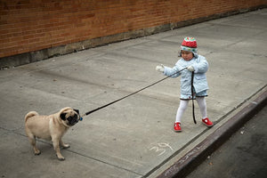 A little girl tries to pull a dog that won’t walk