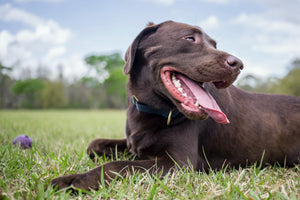 a dog smiling