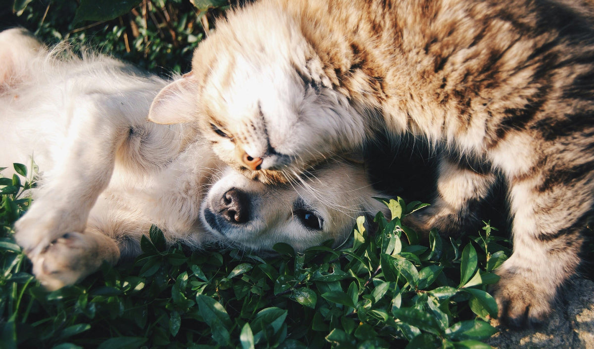 Rooted Owl Teams with Much Love Animal Rescue, Supports Nonprofit’s Rescue, Rehoming Efforts