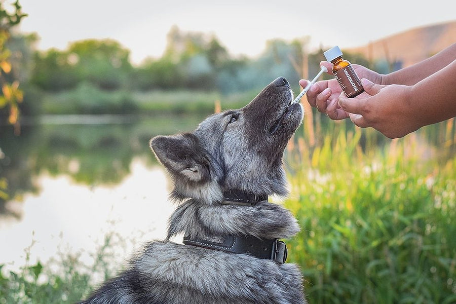 Rooted in science: Rooted Owl brings science-backed solutions to the pet supplement category