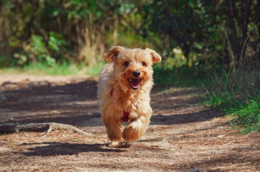 Rooted Owl Pet Products Review by a Veterinarian